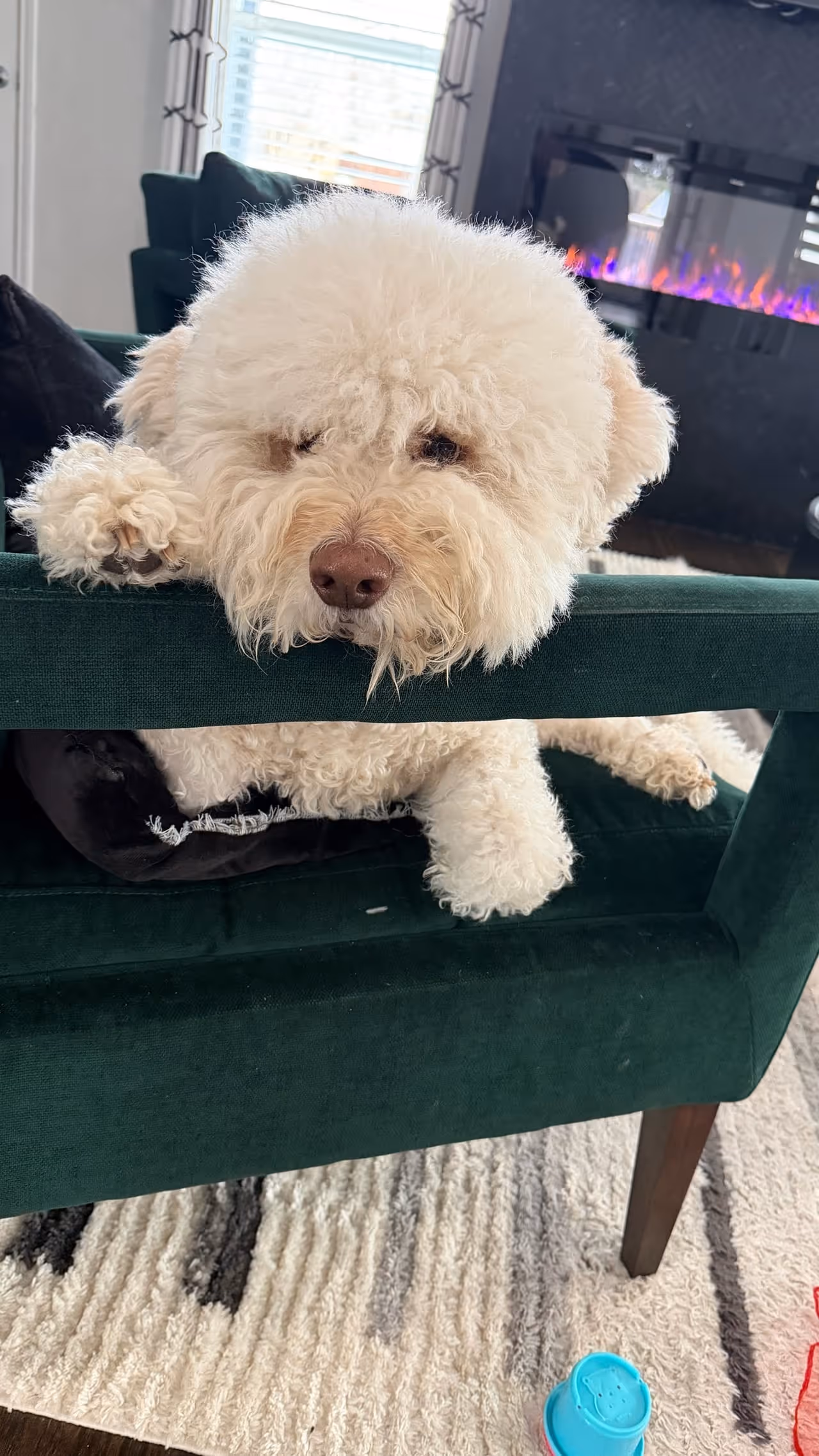 Cannoli, the Colcloughs’ cream Lagotto Romagnolo and the official Mahjong Standard mascot, resting on a deep-green velvet chair at home